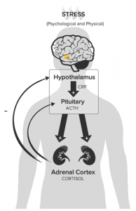 Hpa Axis Stress Response